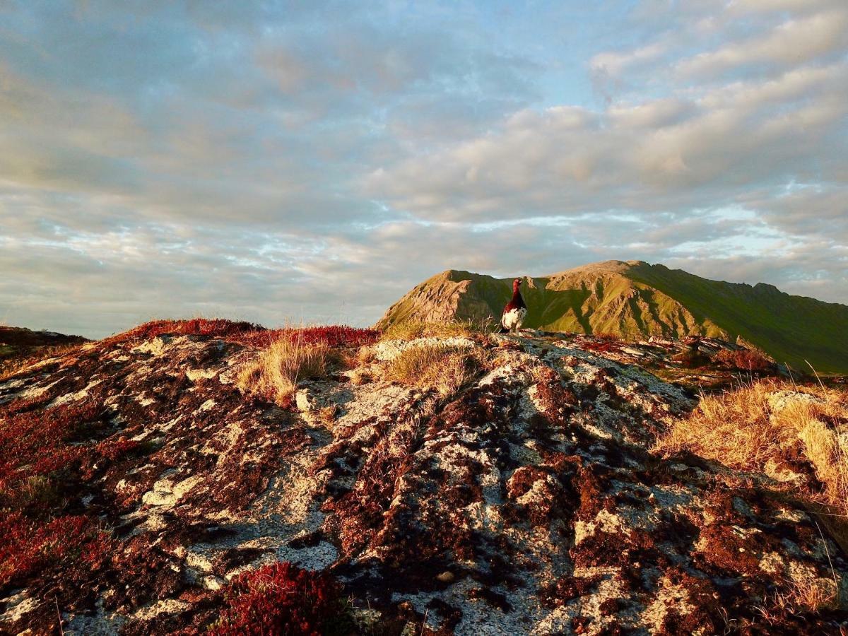 Lofoten Ocean View - Sandoy Gard Санд Экстерьер фото